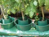 Plant-some-tomatoes