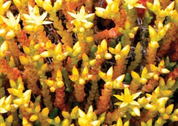 Top-ten-roof-plants