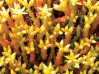 Top-ten-roof-plants