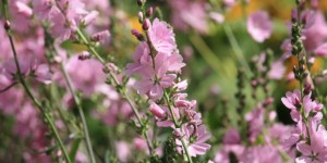 summerflowers