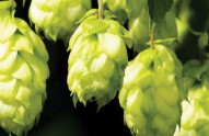 New-brewery-supplier-opens-in-Peterborough