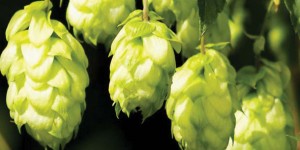 New-brewery-supplier-opens-in-Peterborough