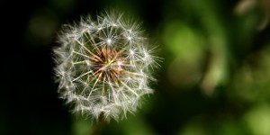 dandelion_stock