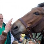 Animals in War - IWM Duxford