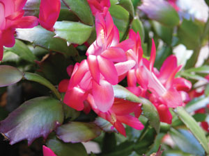 Christmas-cactus-CREDIT-sta