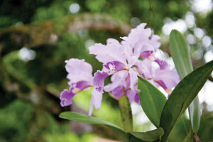 Christmas-orchid-CREDIT-Mar