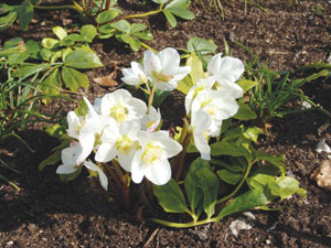 Christmas-rose-CREDIT-Drew-
