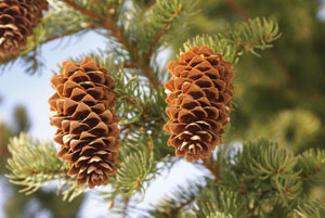 Norway-spruce-CREDIT-randih