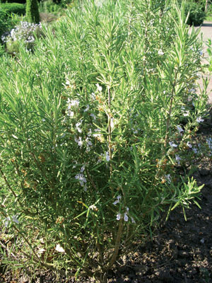 Rosemary