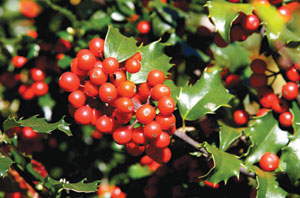 holly-berries-CREDIT-Muffet