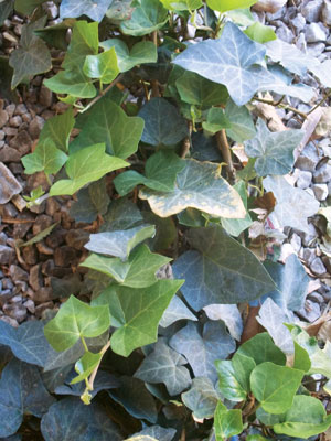 ivy-CREDIT-time_anchor