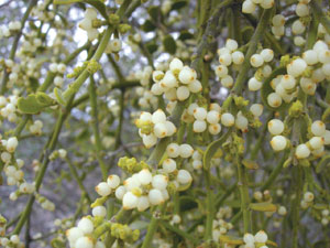 mistletoe-CREDIT-joedecruye