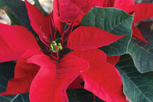 poinsettia-CREDIT-Gen-Dee