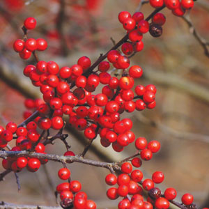 winterberry-CREDIT-Dendroic