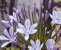 agapanthus-africanus