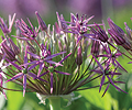 allium-christophii