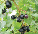 blackcurrents