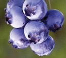 blueberries