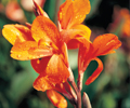 canna-indica