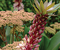 eucomis-comosa