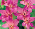 gladiolus-communis