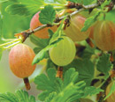 gooseberries