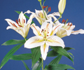 lilium-arena