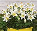 lilium-little-rainbow
