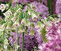 nectaroscordum-siculum
