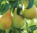 pears