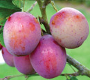plums