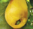 quinces