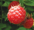 raspberries