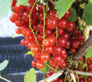 redcurrants