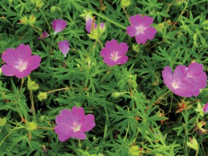 Geranium sanguineum CREDIT