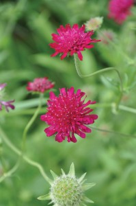 Knautia macedonica