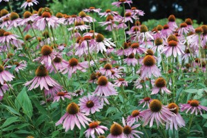 Coneflower