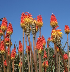red hot pokers CREDIT Jill