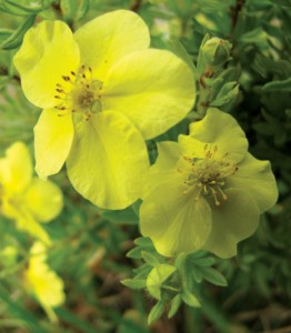 rock rose CREDIT Phil Selle