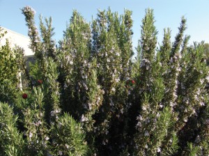 rosemary CREDIT Drew Avery