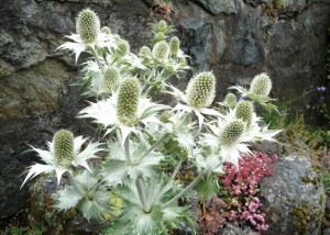 sea holly