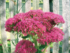 Sedum specatbile CREDIT ane
