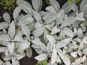 Stachys byzantina