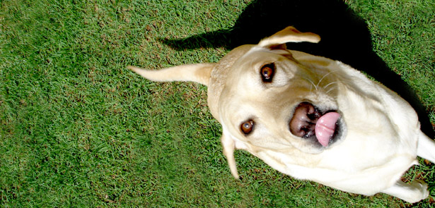 pet queries, vets, vet answers, Peterborough vets, dogs' teeth, raw food diet pets