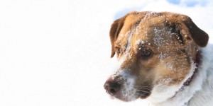 pet tips, winter, pets in winter, Peterborough vets