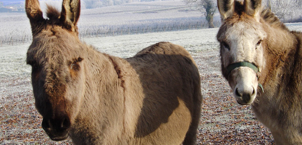 vets, vet tips, dogs and chocolate, Peterborough vets, Christmas, donkeys