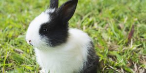 Rabbit question