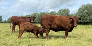 Cattle at Nene Park