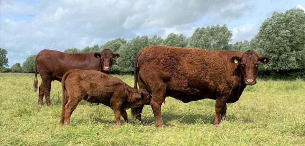 Cattle at Nene Park