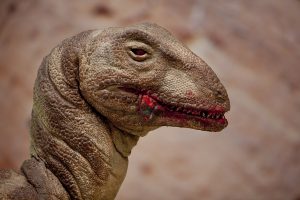 Deinonychus close up of head © The Natural History Museum London